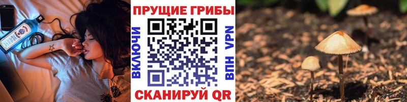 Купить где Бакал Псилоцибиновые грибы мухоморы